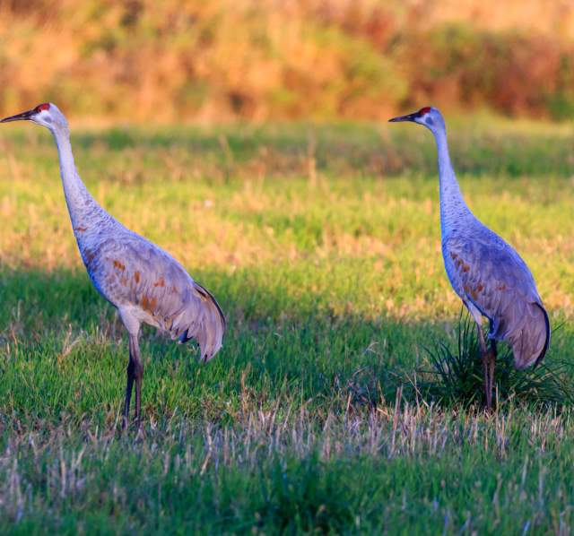 Sandhill Crane
