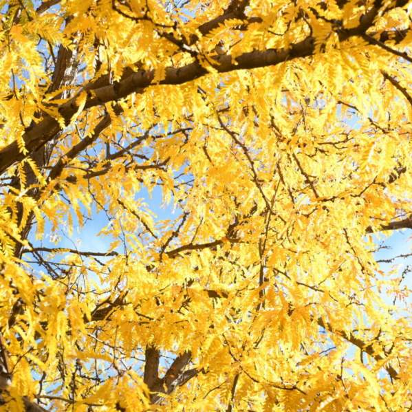 5 Places to See Fall Colors in Greeley