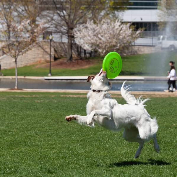 Explore Dog-Friendly Places in Huntsville