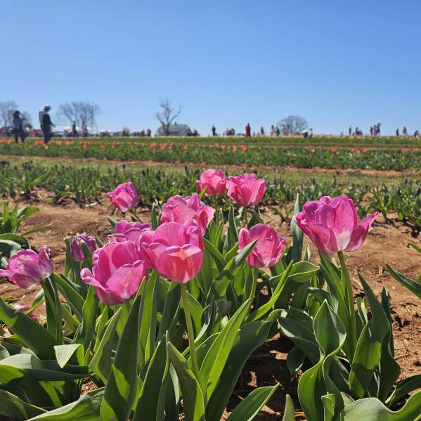 7 Fun Ways to Spend Spring Break in Huntsville