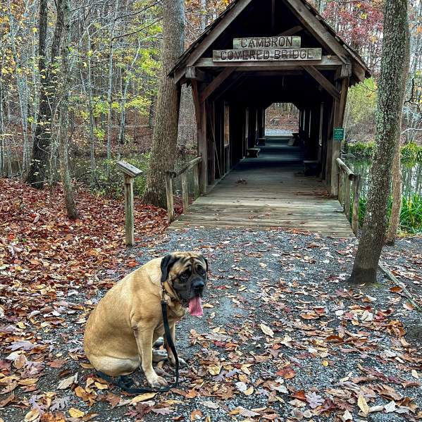 Dog Friendly Hiking Close to Downtown Huntsville