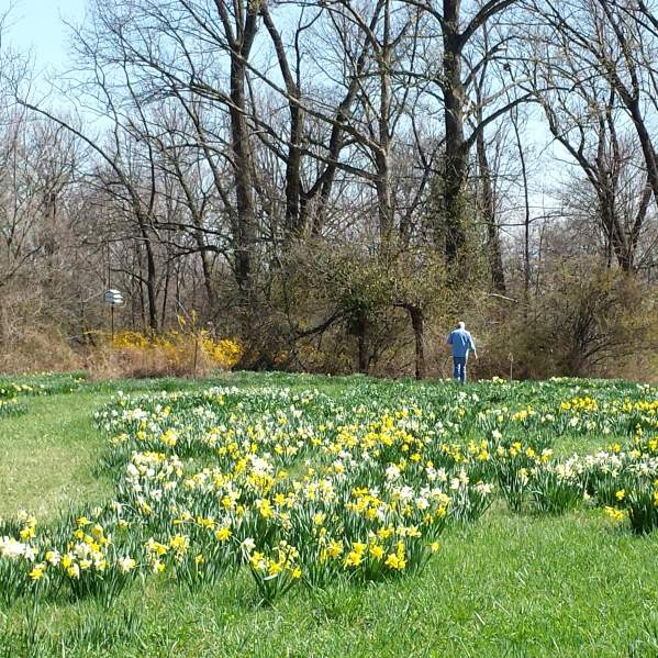Helen Link's Daffodils