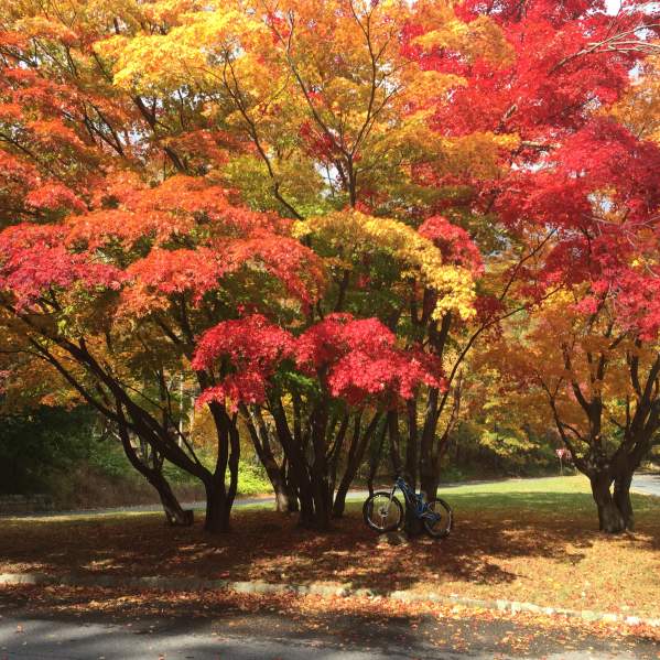 Angora-triangle in Fall