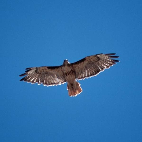 Hawk-Mountain-Red-Tail-1024x730