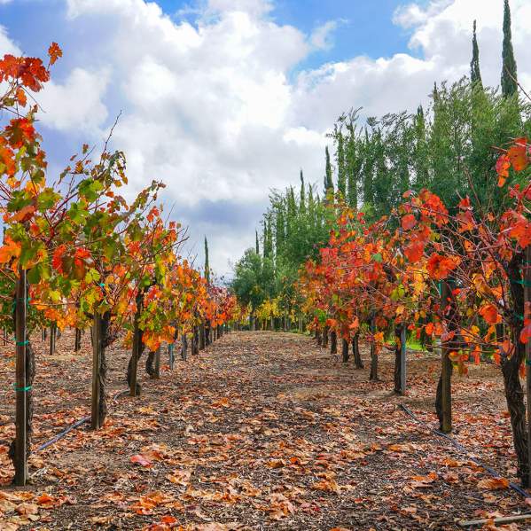 November Events in Temecula Valley