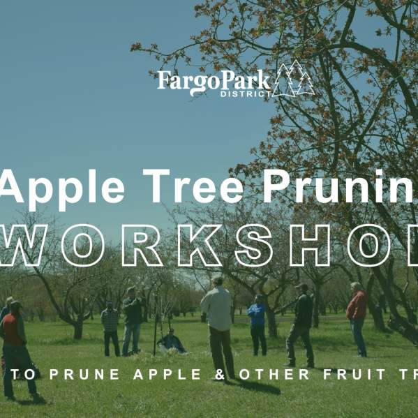 Apple Tree Pruning Workshop