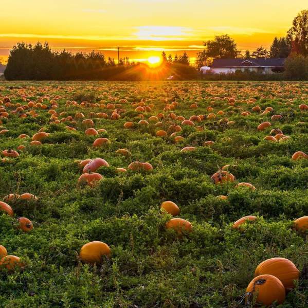 Lil' Pumpkin Days