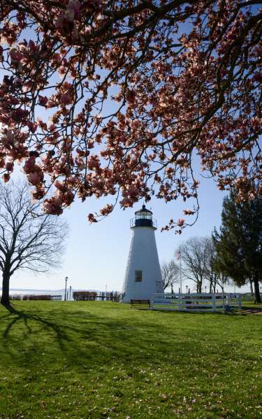 Magnolia Magnificence Concord Point Lighthouse