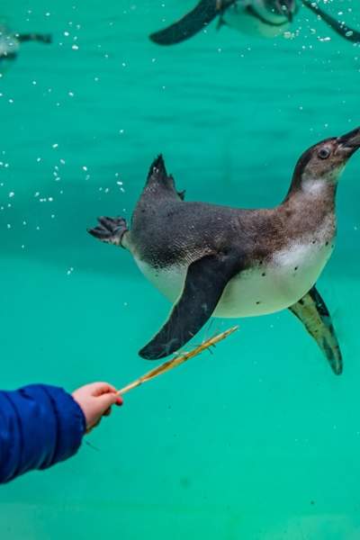 Chester Zoo's been named the UK's best zoo