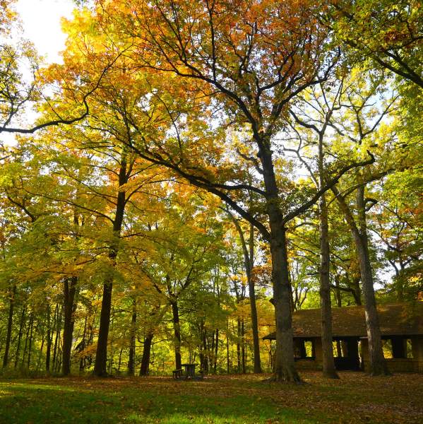 Guided Hike at Seward Bluffs Forest Preserve