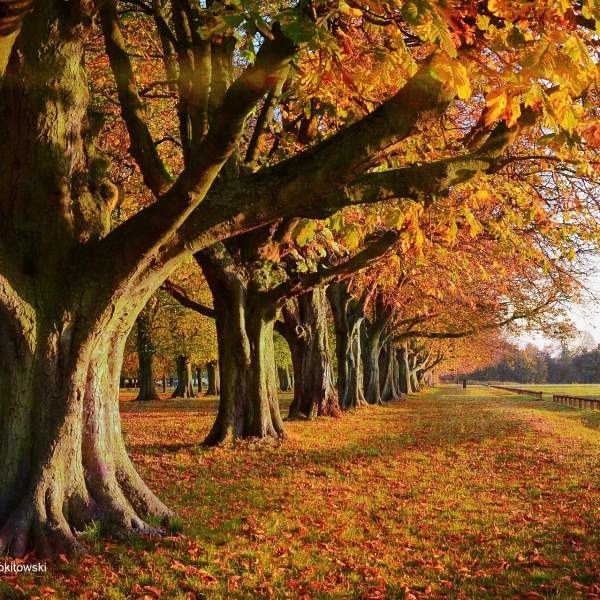 Step into Autumn – local walks in Coventry