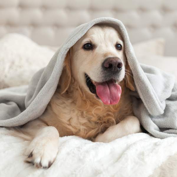 Pet Friendly