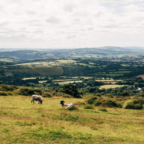 tavistock