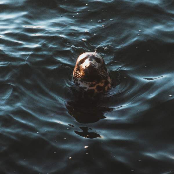 A seals head bobbing up in the sea