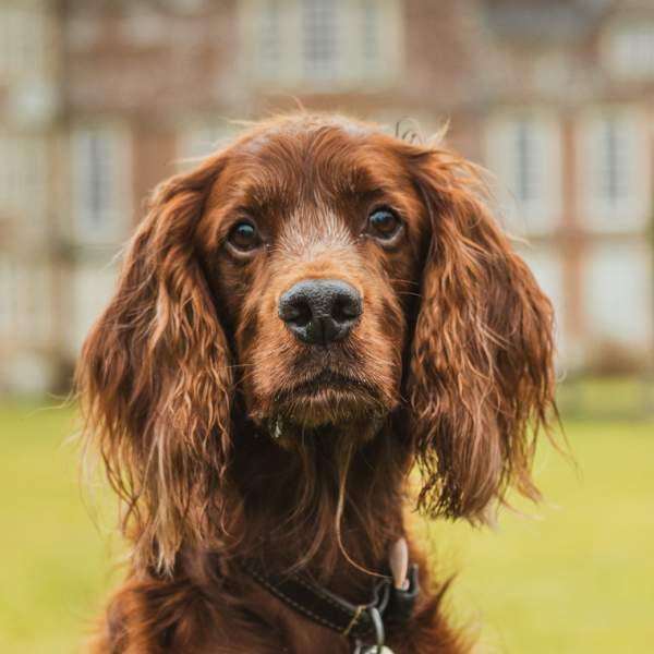 A brown dog in the grounds of Burton Agnes Hall in East Yorkshire