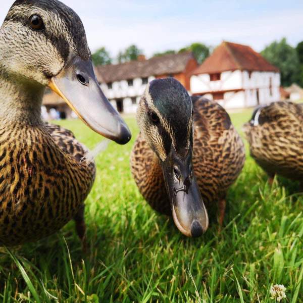 Ducks at Weald & Downland Living Museum