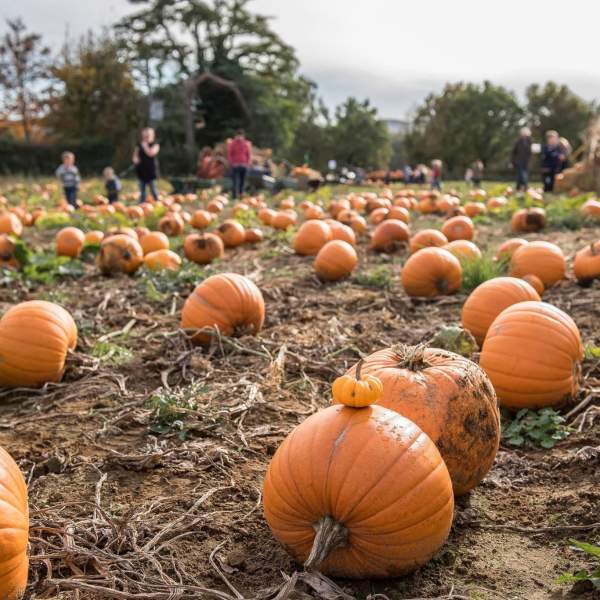 A field of pumpkins