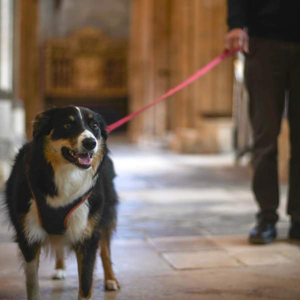 A person and dog in Chichester Cathedral
