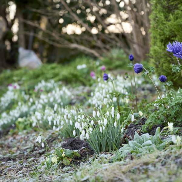 Spring flowers in a garden