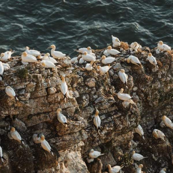 Many white Gannets nesting on a rock at Bempton Cliffs, the dark waves of the sea in the background