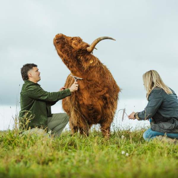 Big ginger highland cow is i the centre of the photo with a man and woman either side grooming him.