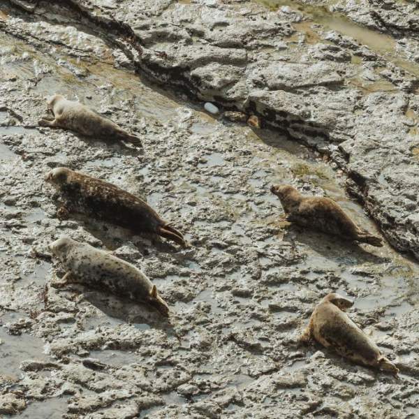 Six seals chilling out on the rocks of Flamborough head
