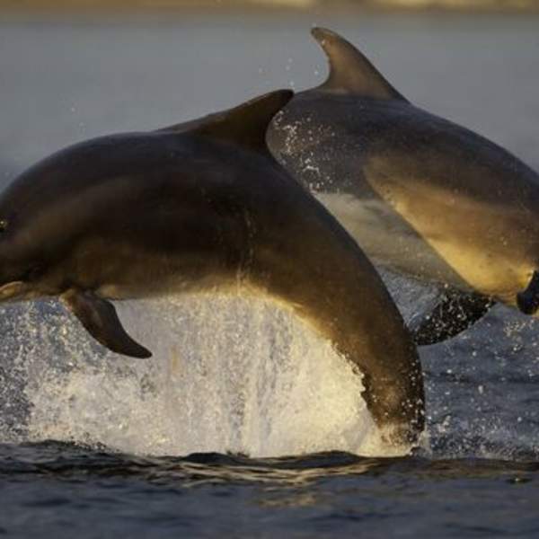 Two dolphins breaching out of the water at unset