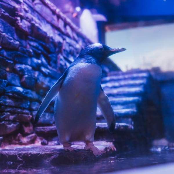Gentoo penguin at the foot of stone steps in their eclosure at The Deep,Hull