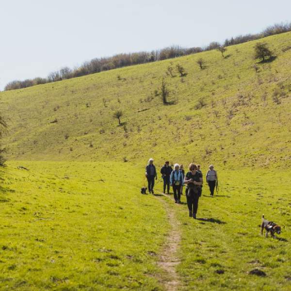 group of hikers approach a lush green valley lined by trees. they are joined by a dog