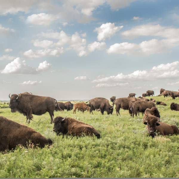 Good Day Kansas Explores: Maxwell Wildlife Refuge, Canton