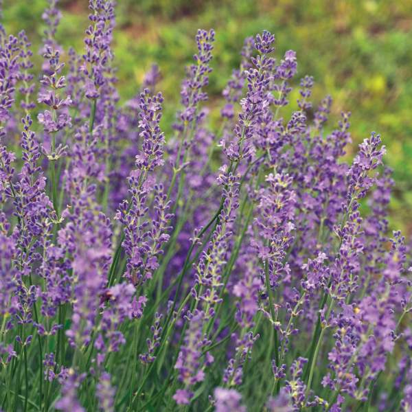 Elam Lavender & Honey Bee Farm | Winfield, Kansas Lavender Farm