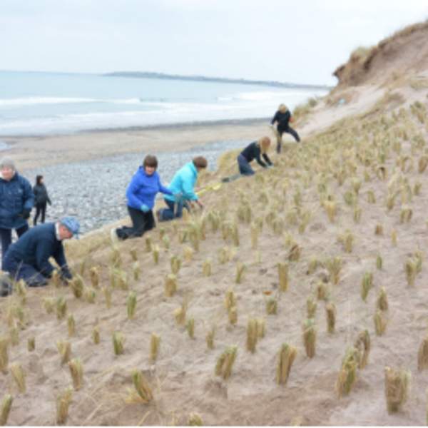 visit maharees marram grass planting