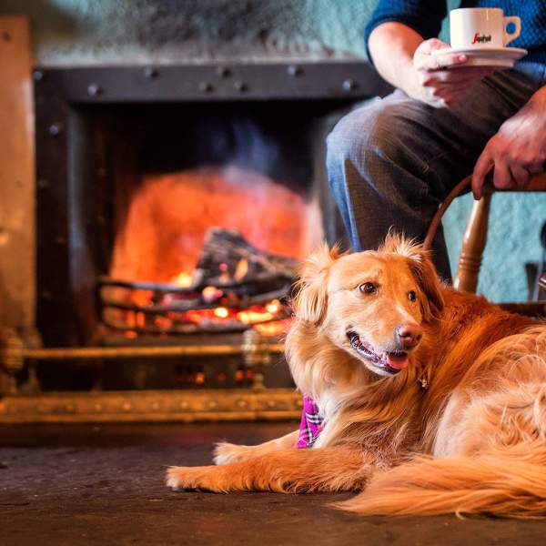 Dog friendly pubs & restaurants