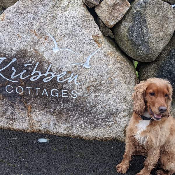 Pet friendly accommodation