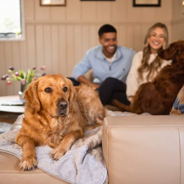 DNI Thumbnail - Galgorm dogs pet friendly accom