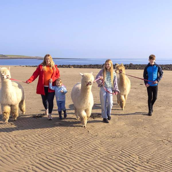 Family enjoys a walk with fluffy alpacas on the beach