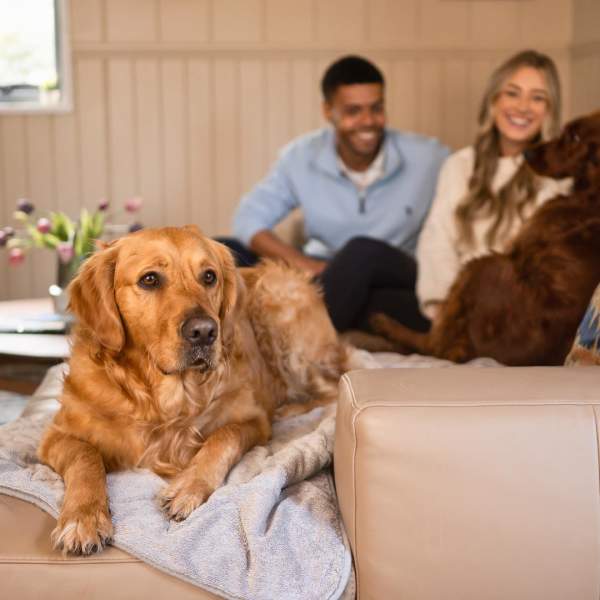 Golden retriever sits on the sofa, while a couple play with another dog in the background