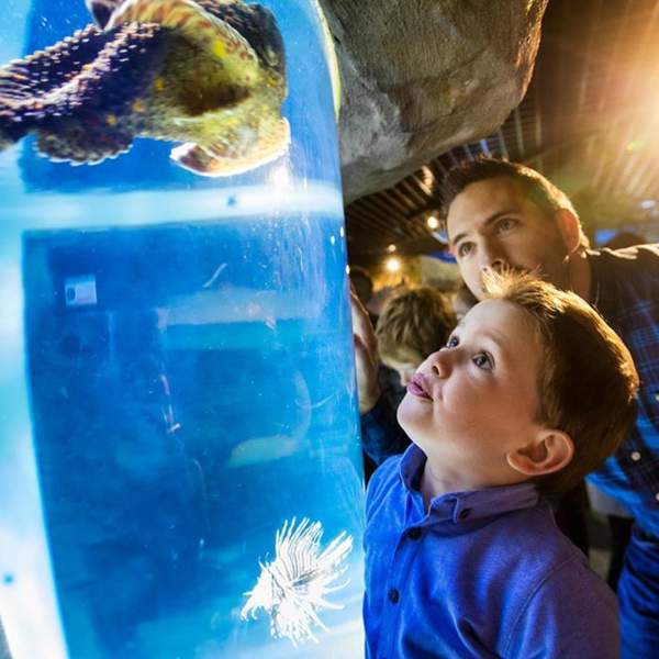 a boy and his dad looking at a sea creature in the tank