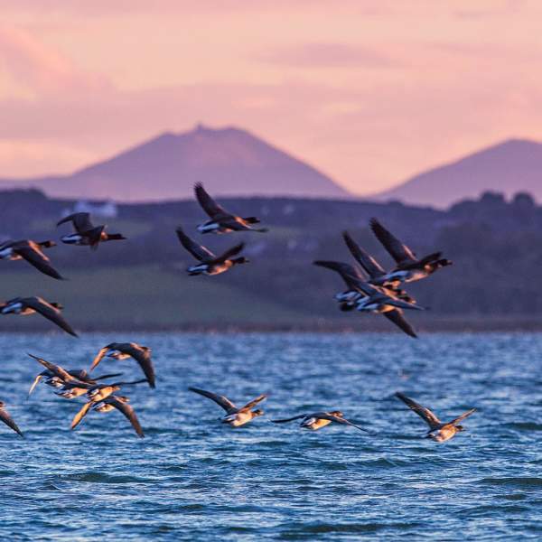 Brent Geese flying low over Strangford Lough with hills in the background