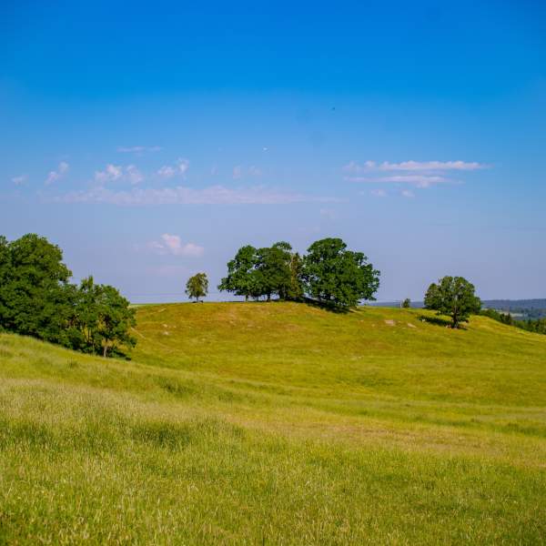 Bølgende grønne enger langs Borgleden.