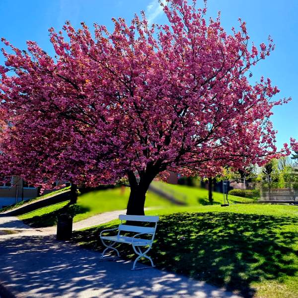 Kirsebærtre utenfor Halden Skofabrikk