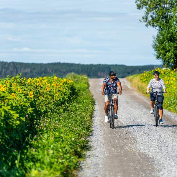 Sykling på grusvei mellom åkere av solsikker