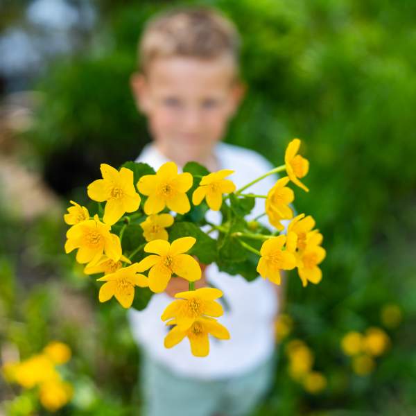 En gutt som holder opp en bukett med blomsten Bekkeblom