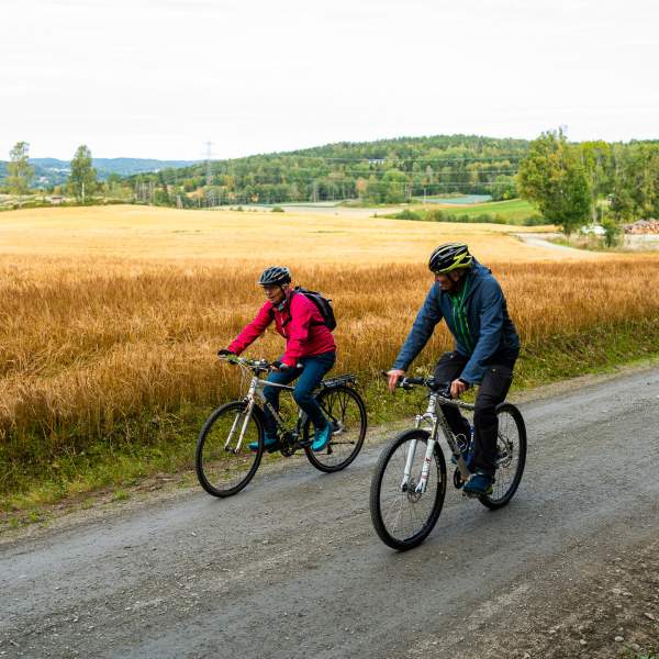 To som sykler langs en gylden kornåker