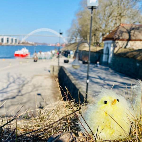 To påskekyllinger i gresset foran Glomma