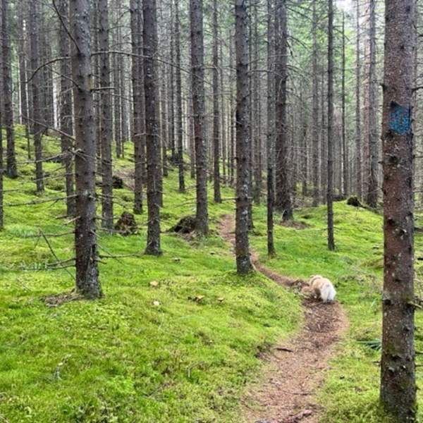 En sti mellom mange høye trær med mosebunn