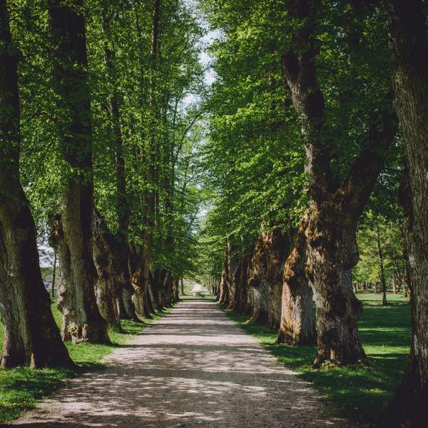 En lang alle oppover en grusvei