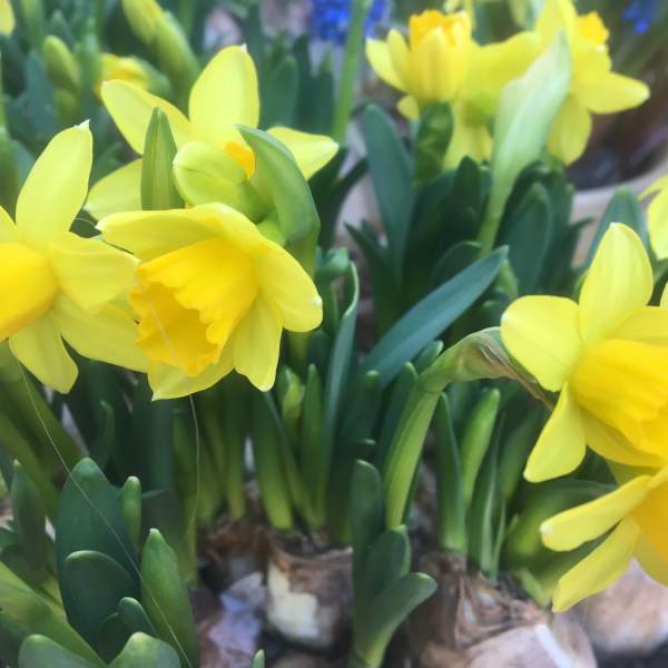 En bukett påskeliljer