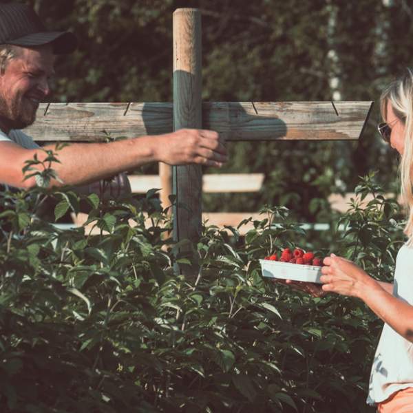 Et smilende par sanker bringebær sammen
