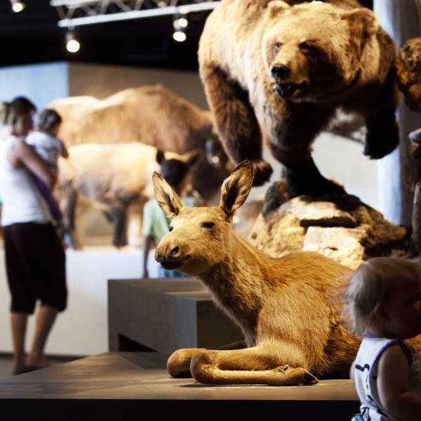 Utstilling hos Anno Norsk Skogmuseum i Elverum